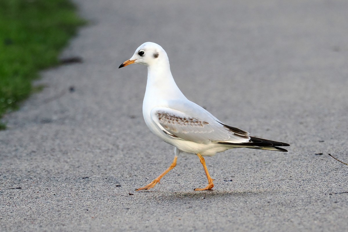 Black-headed Gull - ML646107449