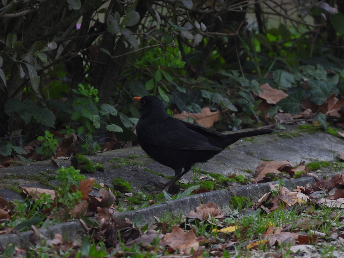 Eurasian Blackbird - ML646107450