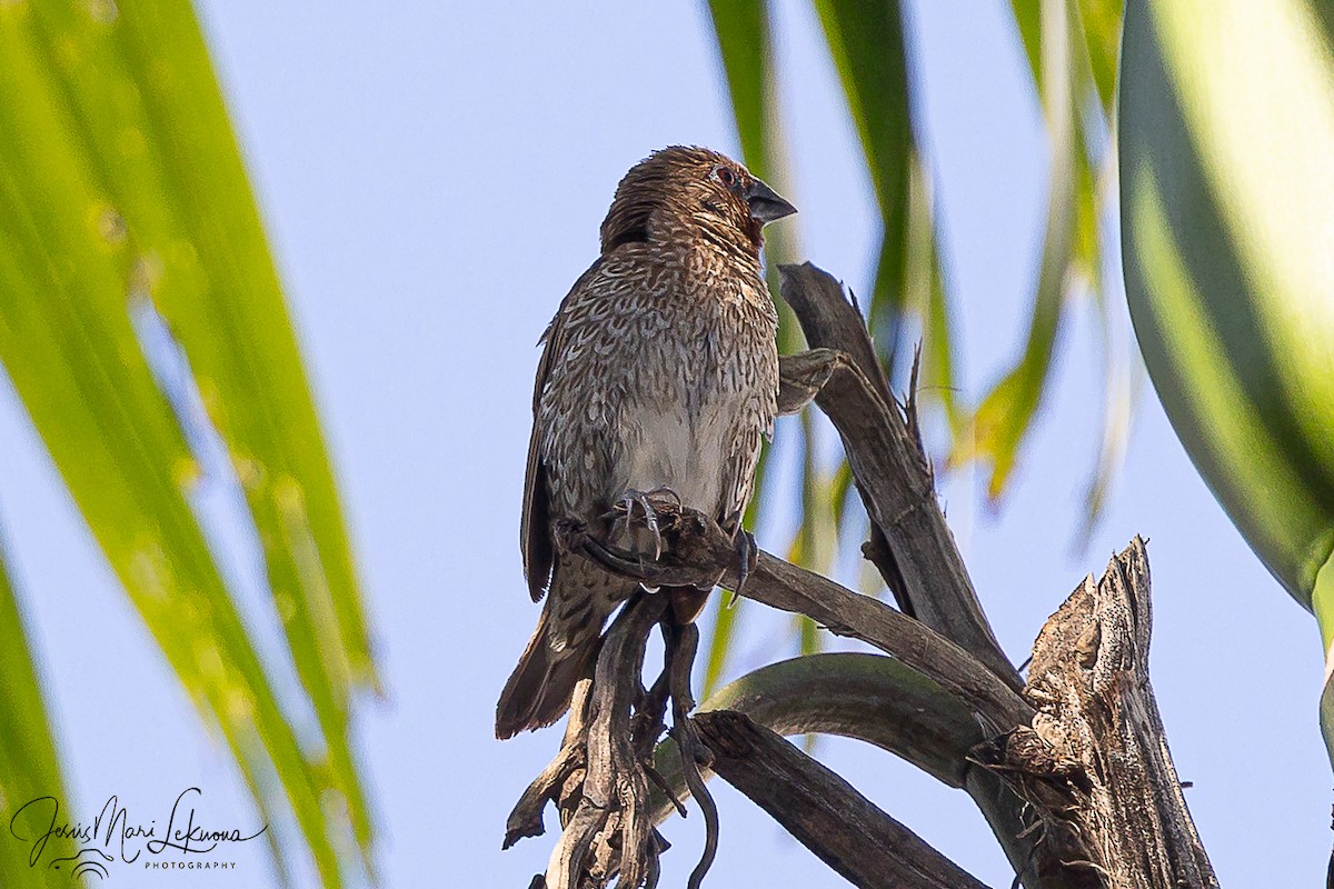 Scaly-breasted Munia - ML646107451