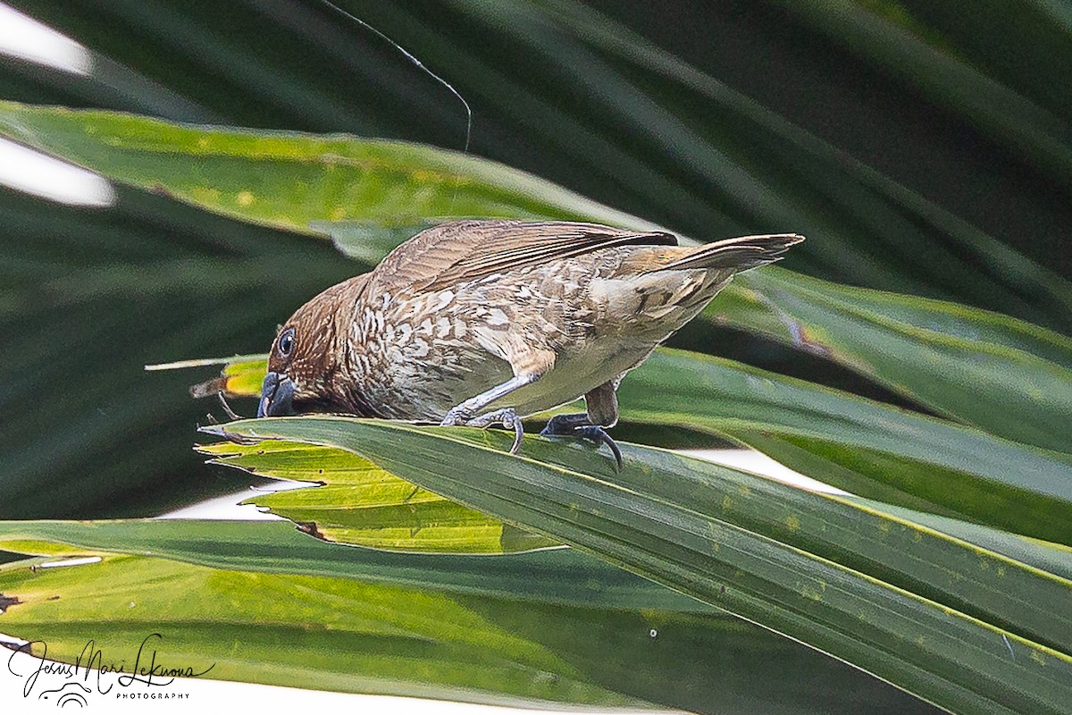 Scaly-breasted Munia - ML646107452