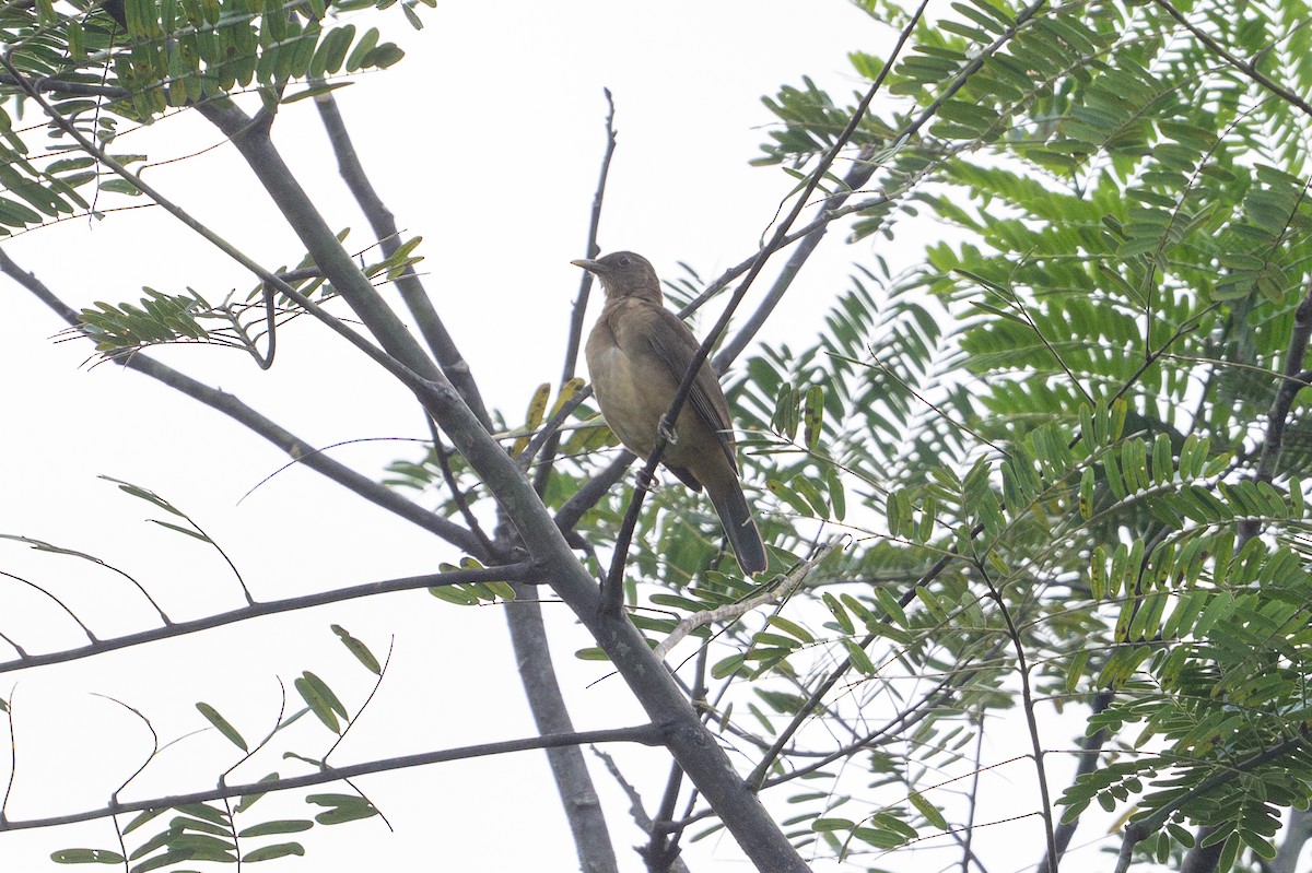 Clay-colored Thrush - ML646107454
