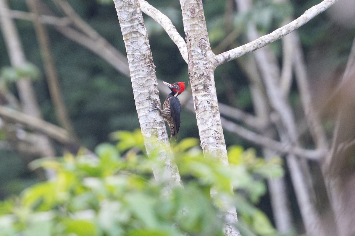 Pale-billed Woodpecker - ML646107456
