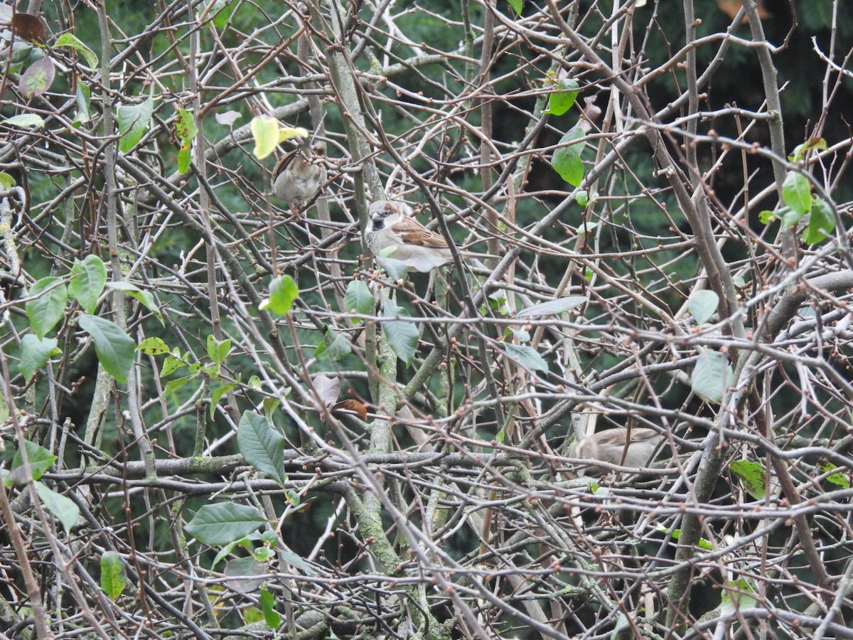 House Sparrow - ML646107457