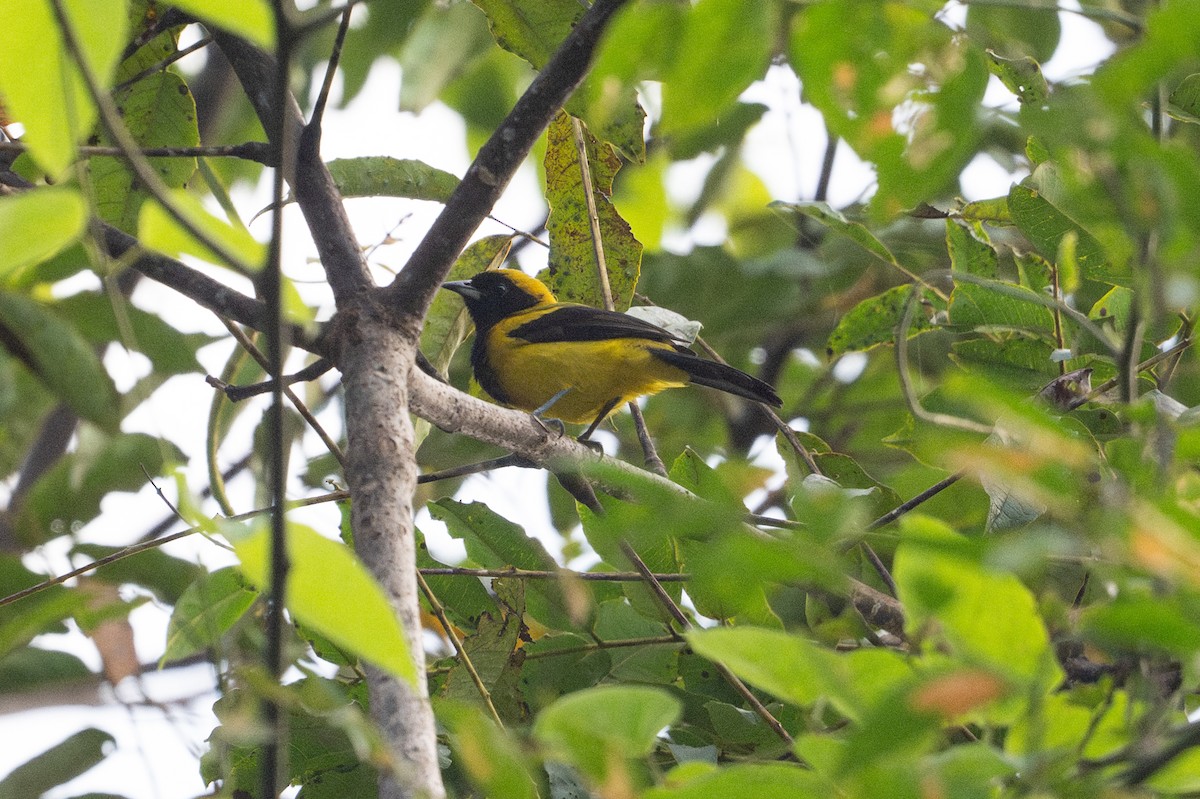 Black-cowled Oriole - ML646107460