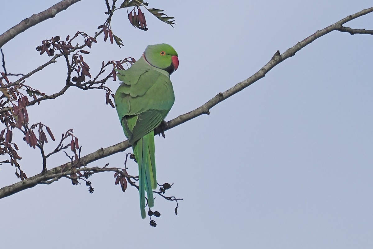 Rose-ringed Parakeet - ML646107471
