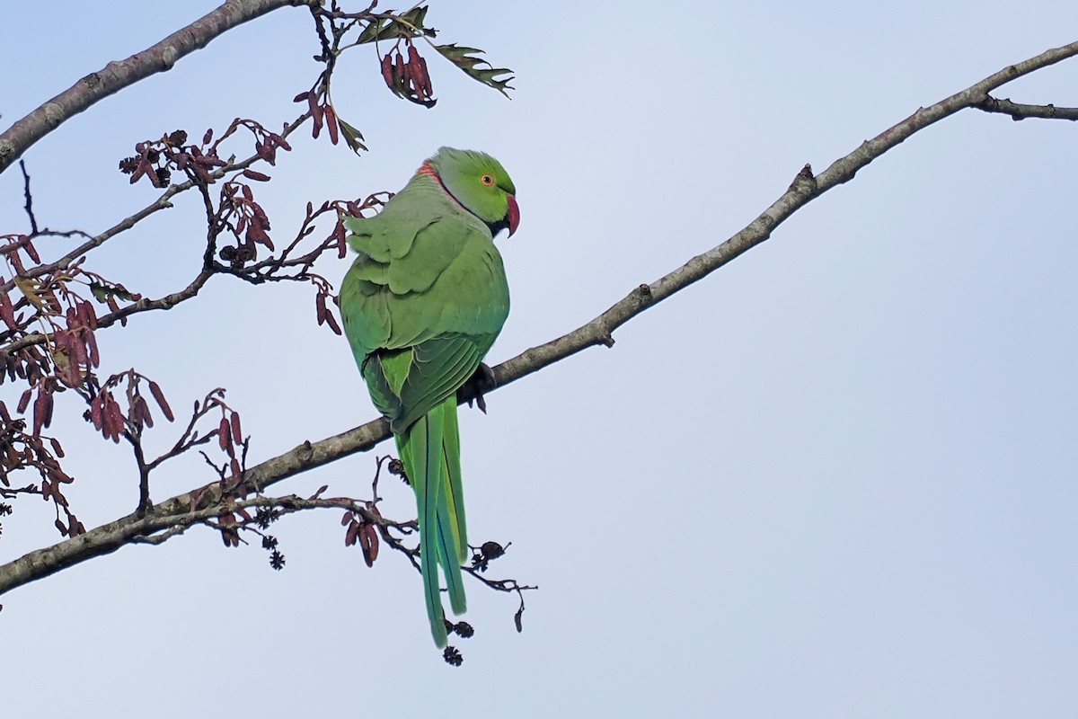 Rose-ringed Parakeet - ML646107472