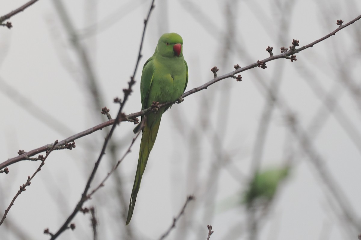 Rose-ringed Parakeet - ML646107473