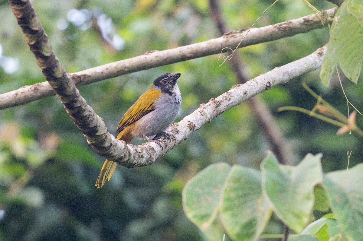Black-headed Saltator - ML646107474