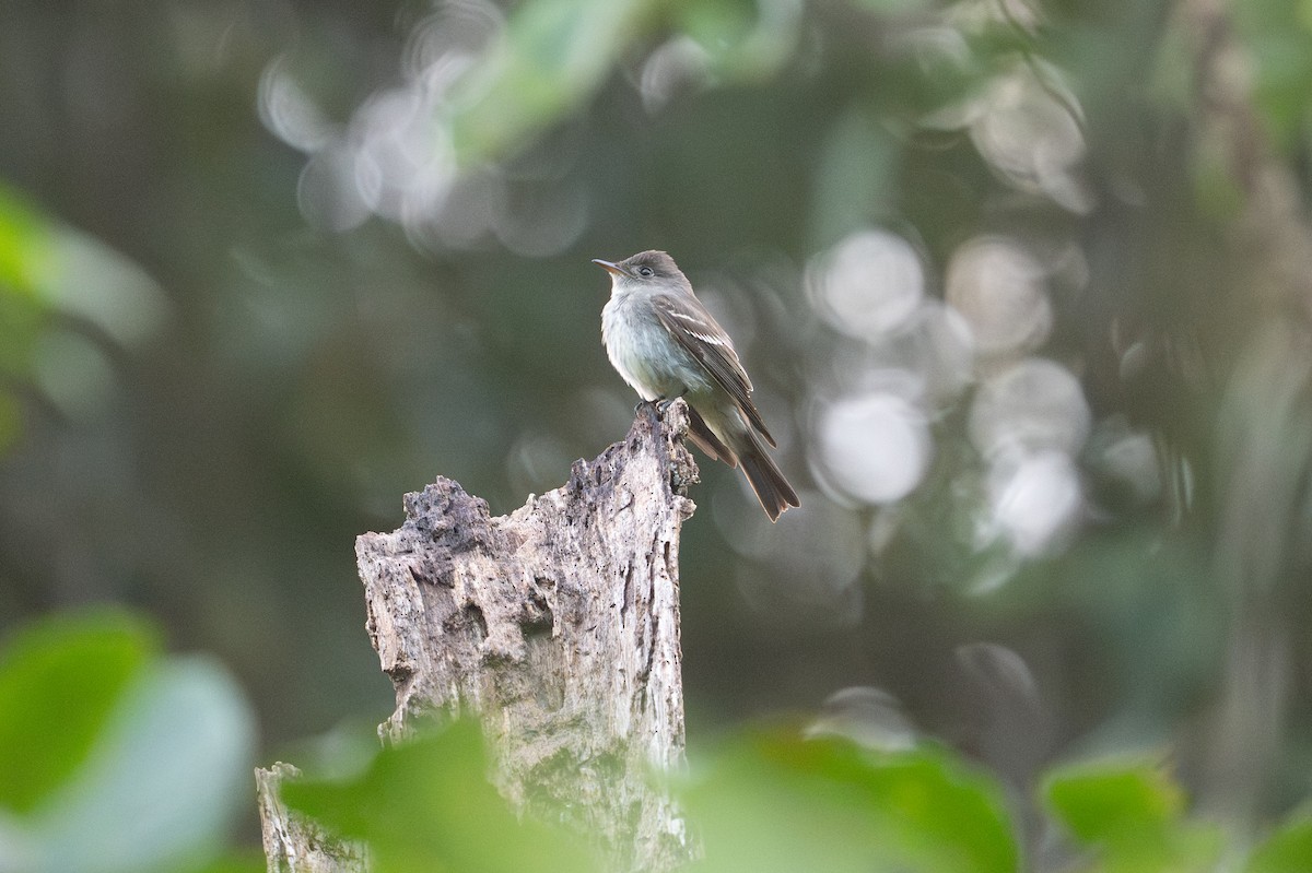 Pioui de l'Est - ML646107477