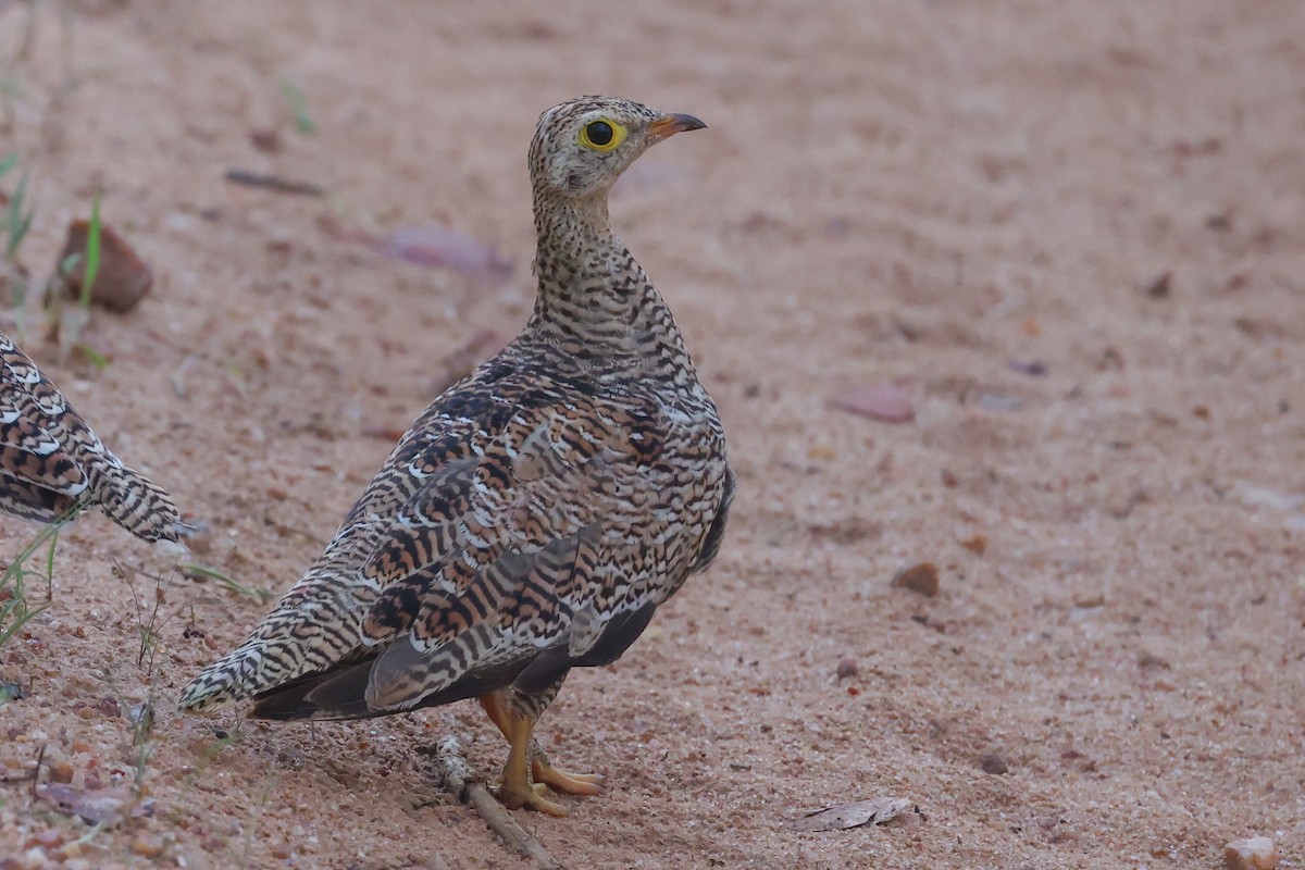 Ganga bibande - ML646107478