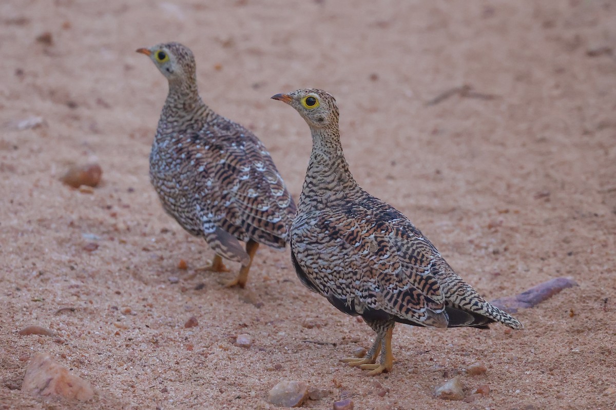 Ganga bibande - ML646107479