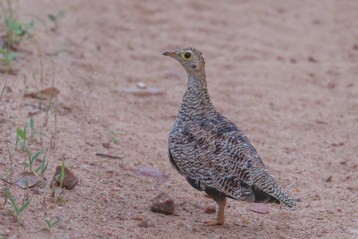 Ganga bibande - ML646107480