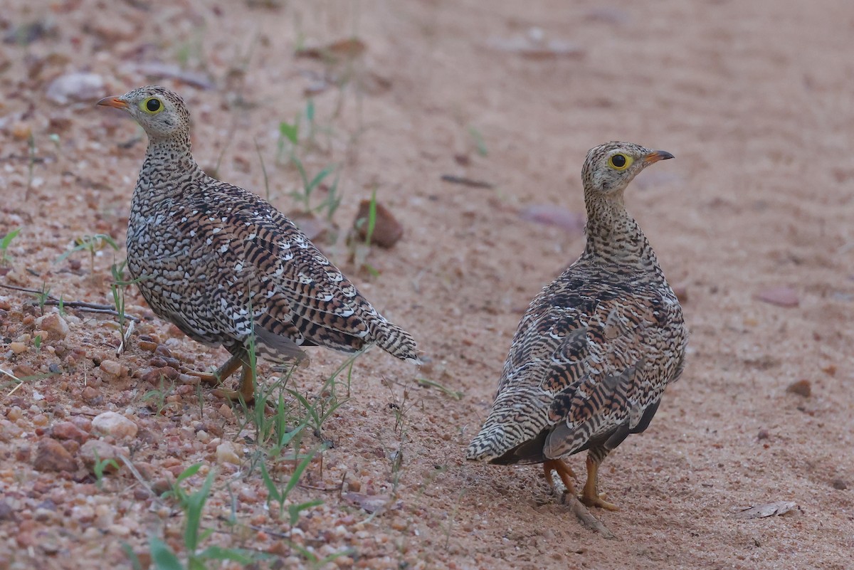 Ganga bibande - ML646107481