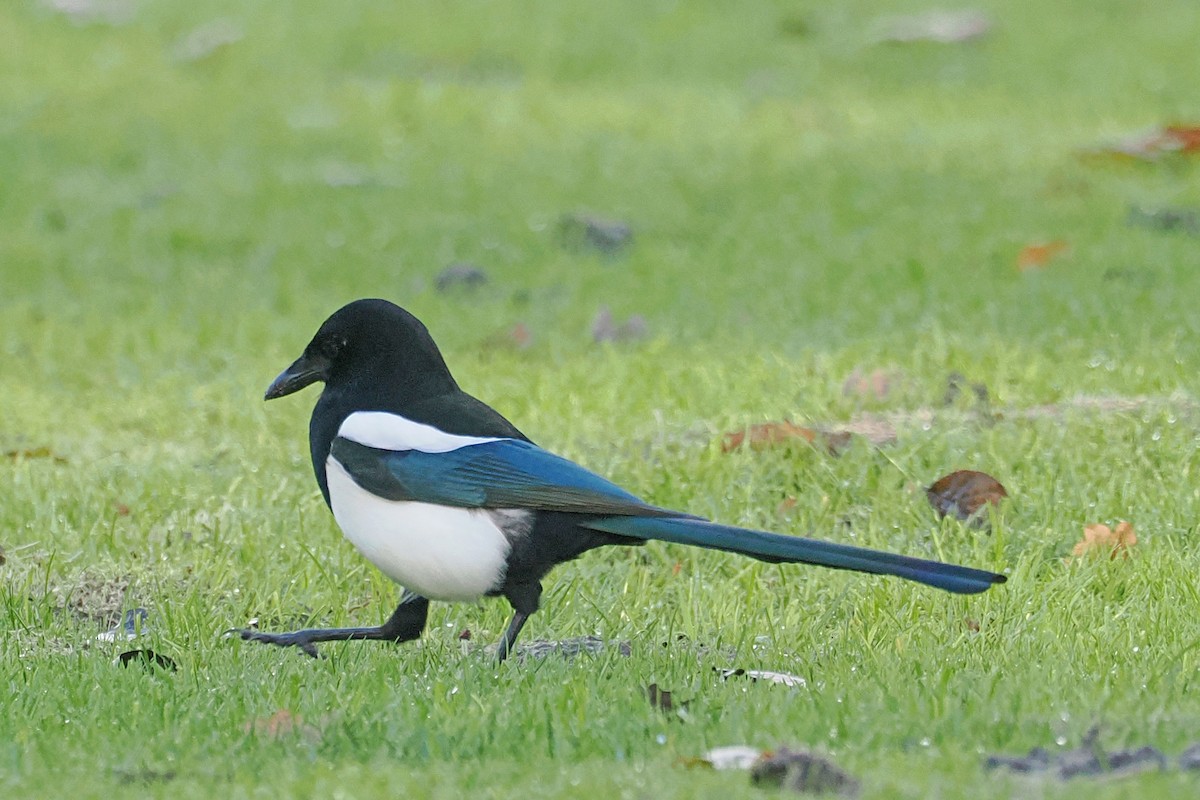 Pie bavarde - ML646107482