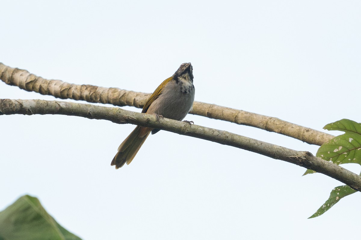 Saltator à tête noire - ML646107483