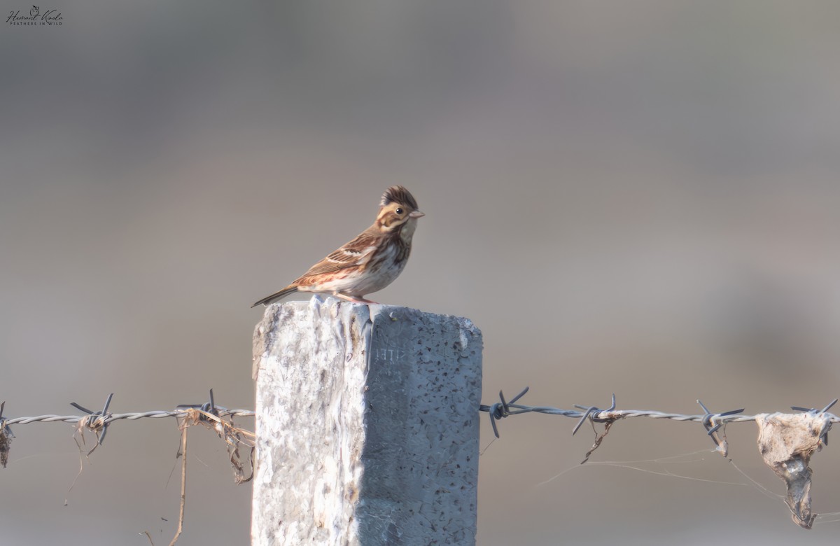 Bruant rustique - ML646107484