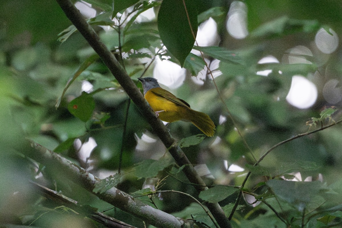 Tangara à tête grise - ML646107485