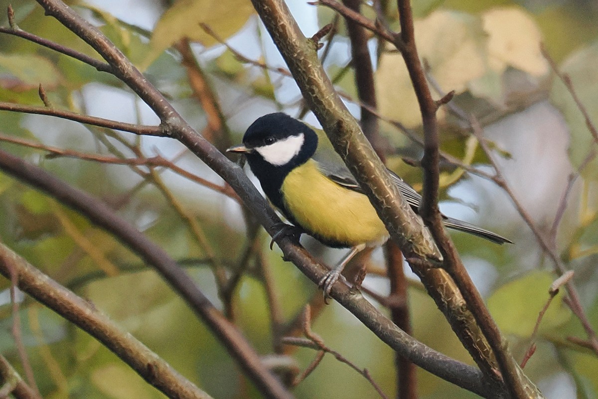 Mésange charbonnière - ML646107486