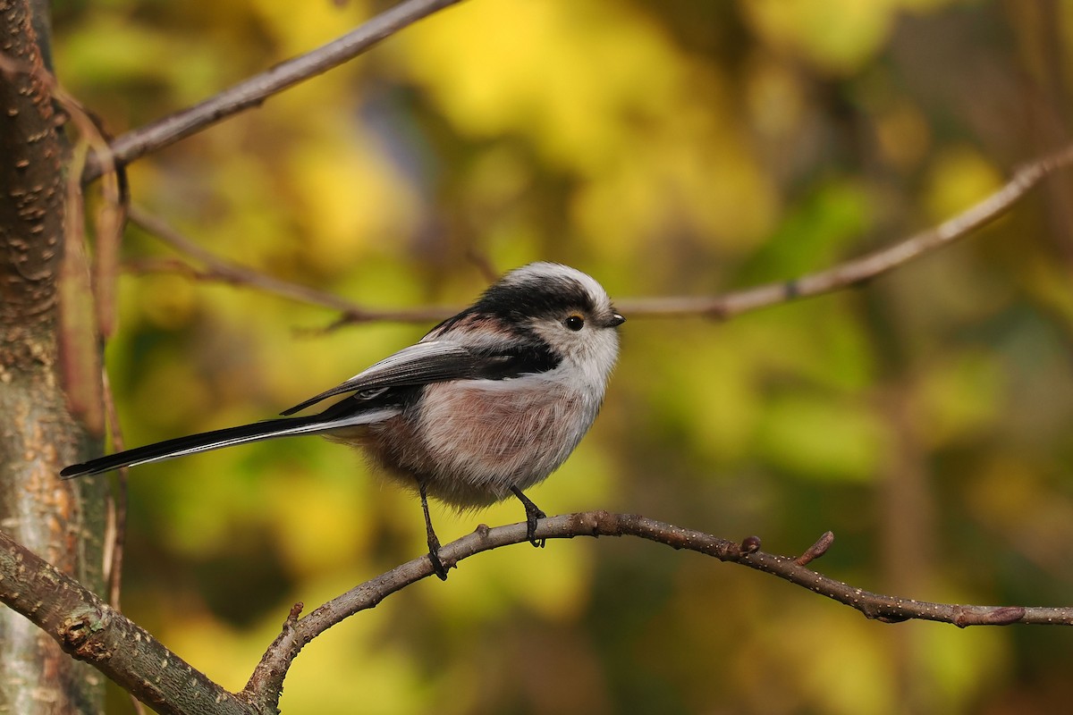 Orite à longue queue - ML646107487