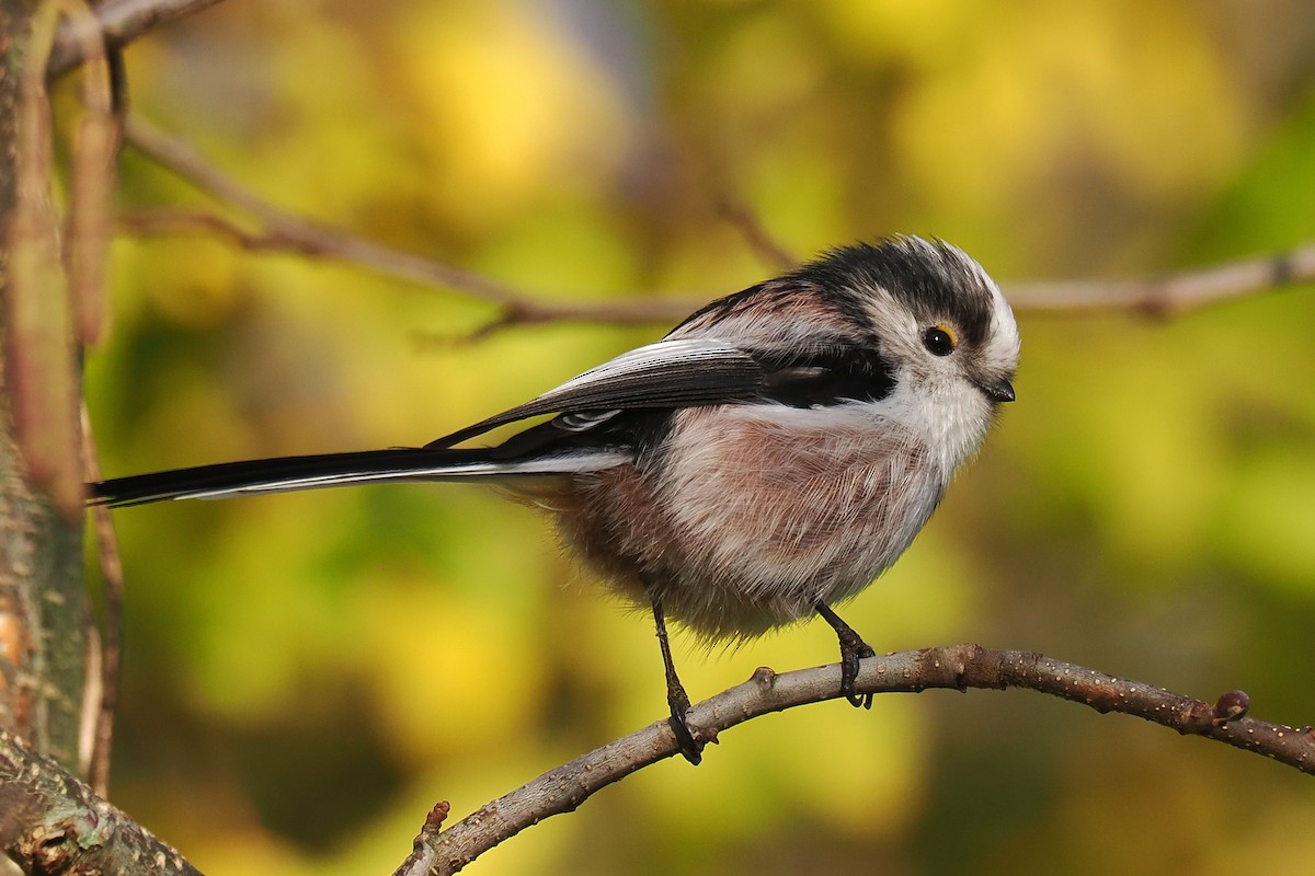 Orite à longue queue - ML646107488