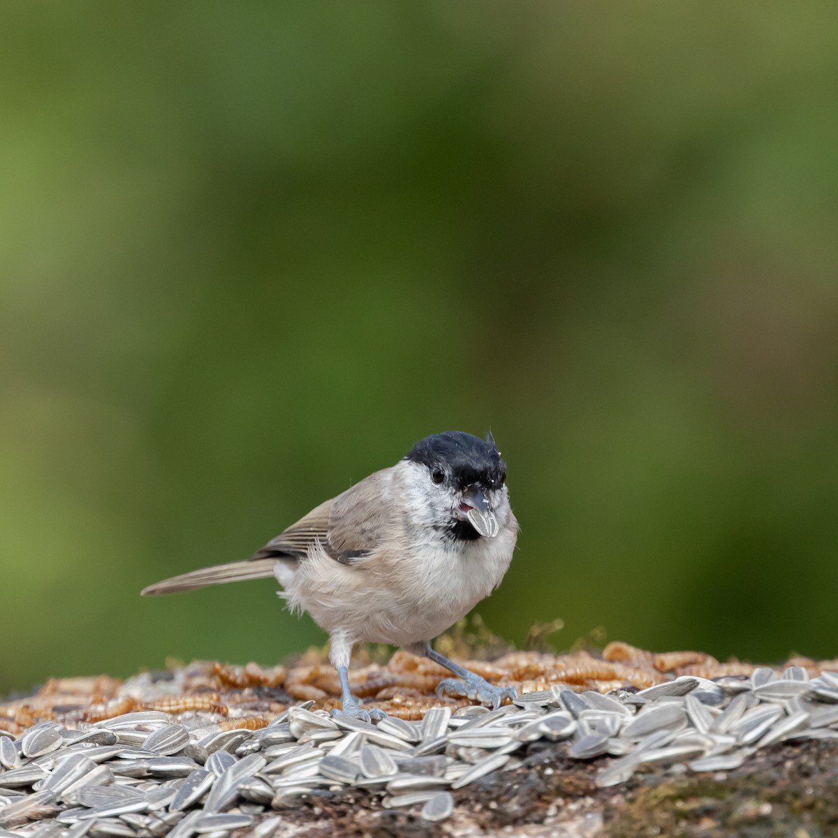 Mésange nonnette - ML646107489