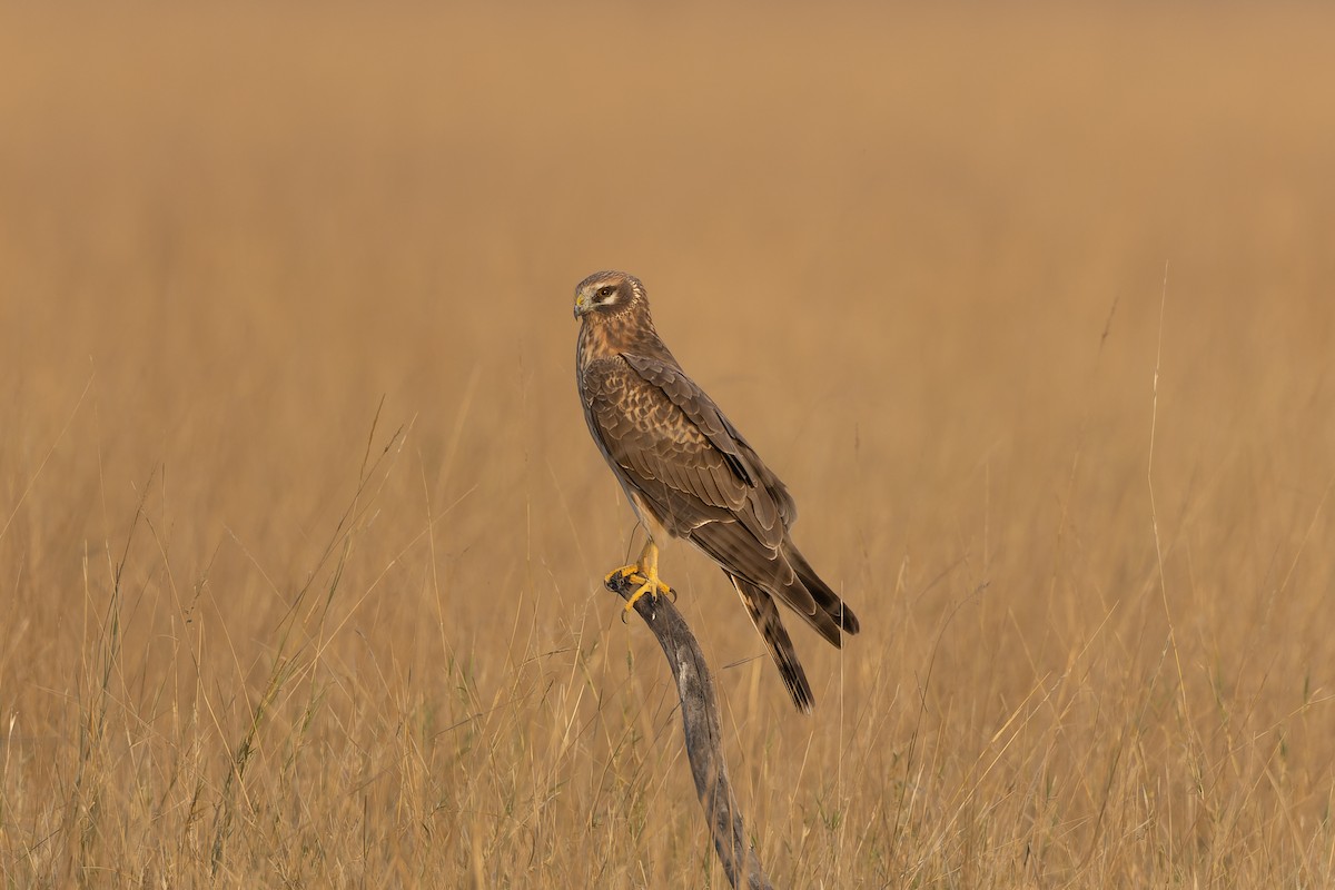 Busard cendré - ML646107490