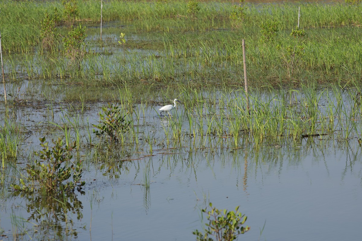 Aigrette garzette - ML646107491