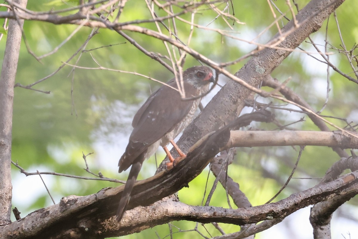 Autour gabar - ML646107492