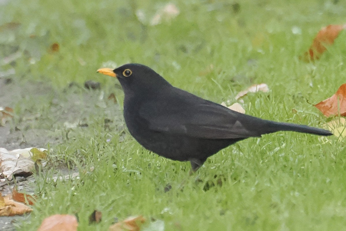 Merle noir - ML646107493