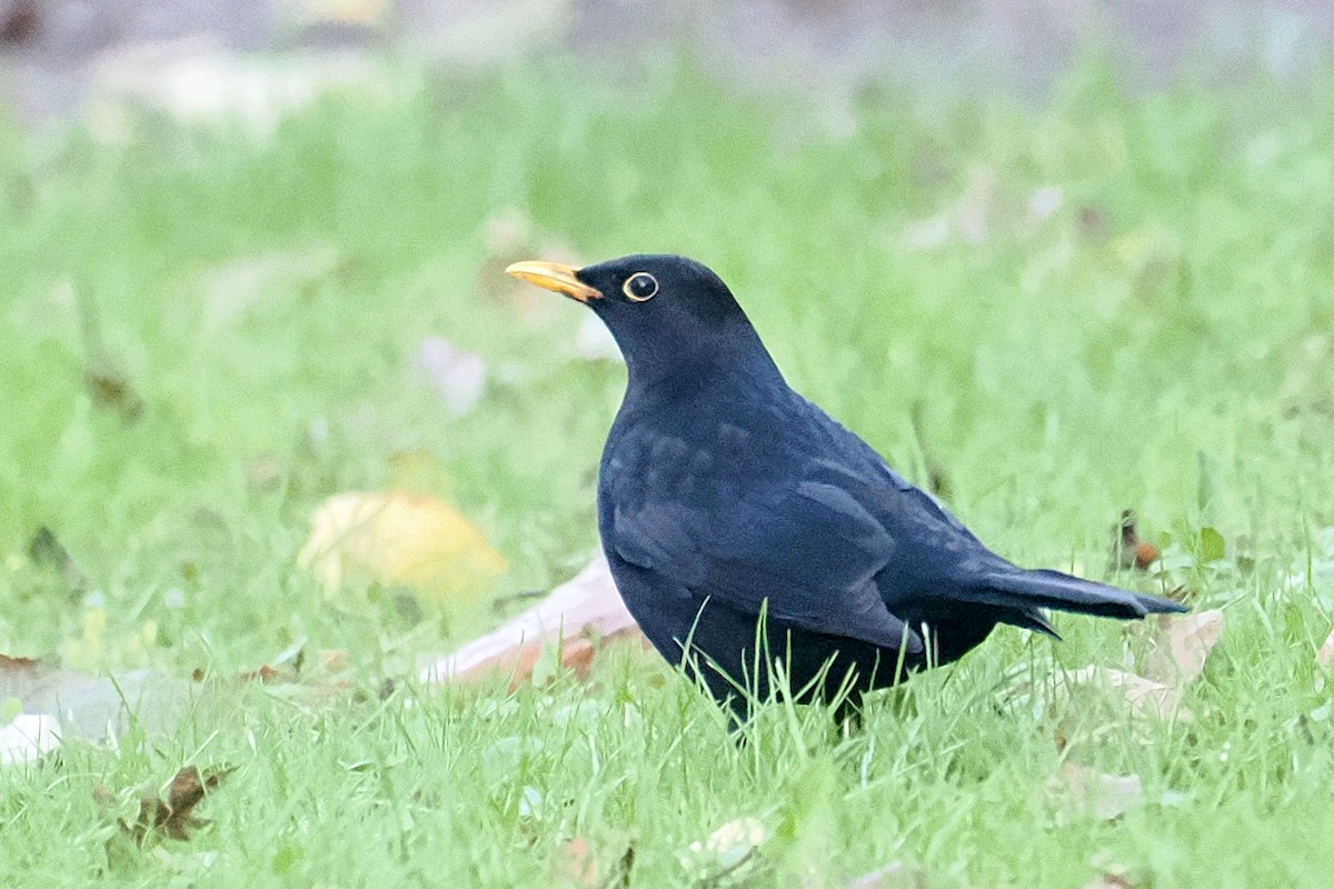 Merle noir - ML646107494