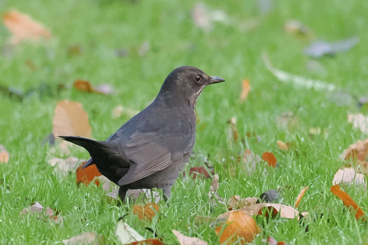 Merle noir - ML646107495