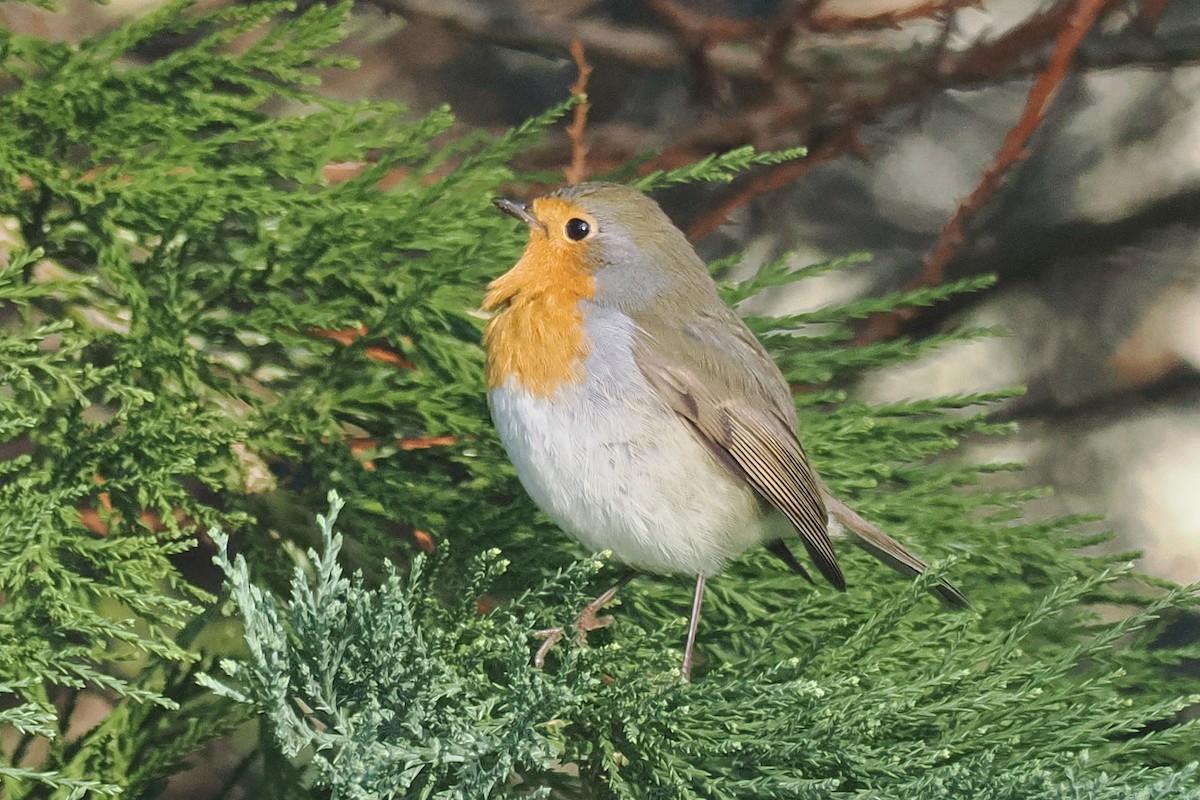 Rougegorge familier - ML646107497