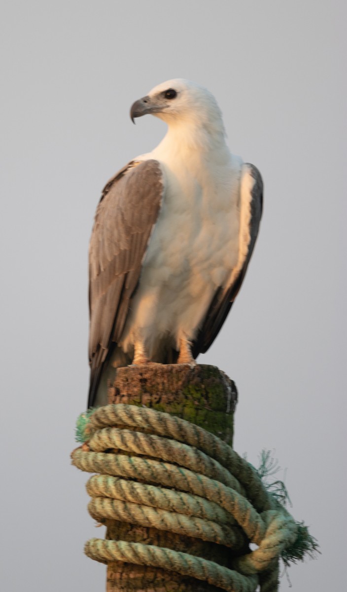 Pygargue blagre - ML646107502