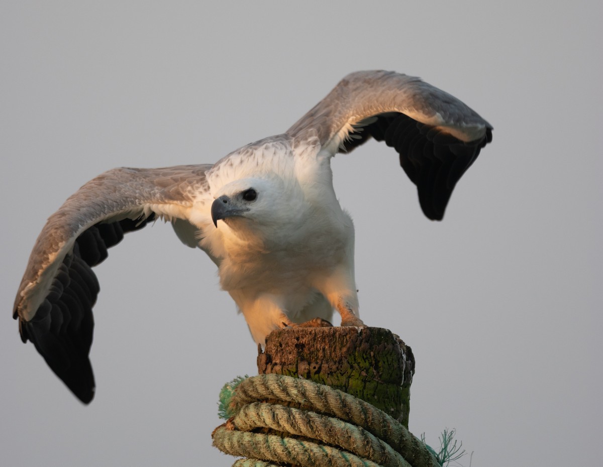 Pygargue blagre - ML646107503