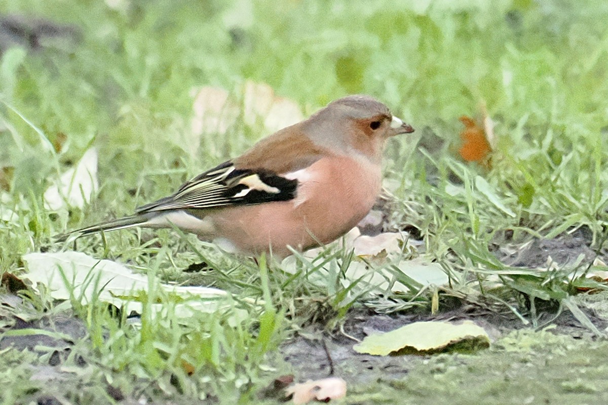 Pinson des arbres - ML646107505