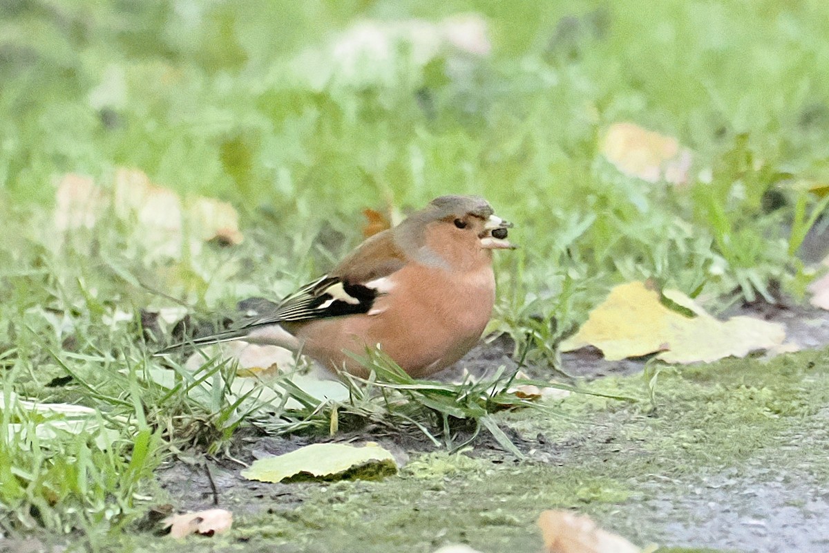 Pinson des arbres - ML646107506