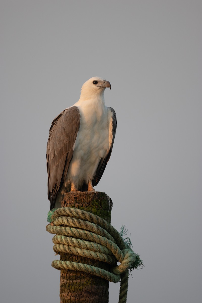 Pygargue blagre - ML646107507