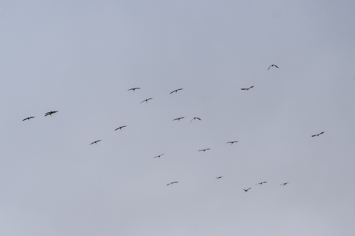 Bec-ouvert indien - ML646107508