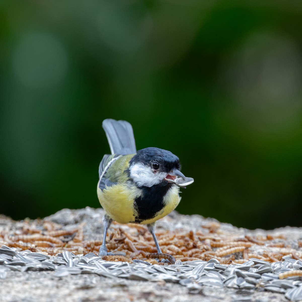 sýkora koňadra - ML646107516