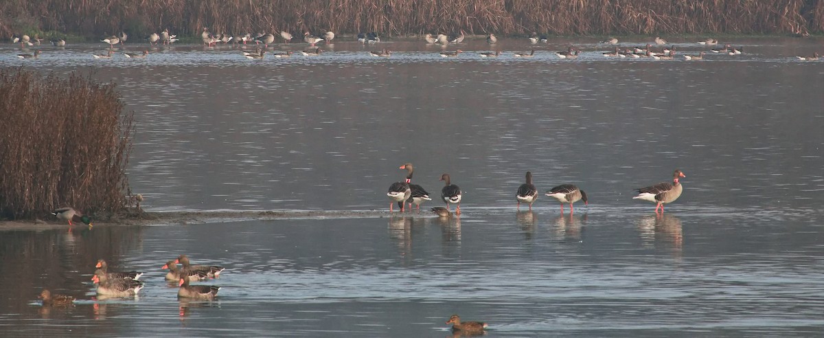 Graylag Goose - ML646107520