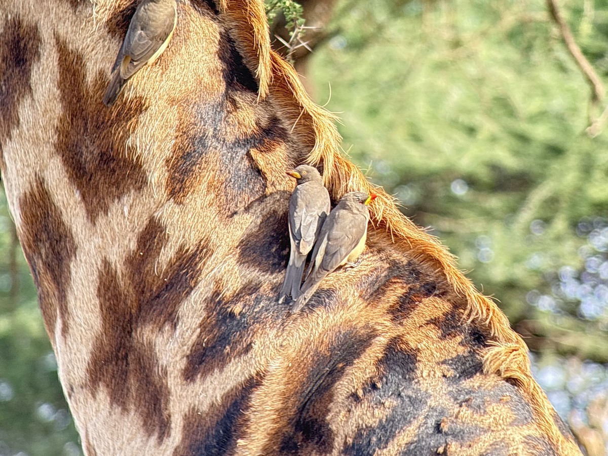 Yellow-billed Oxpecker - ML646107521