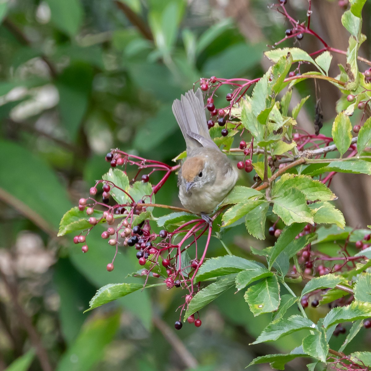 pěnice černohlavá - ML646107528