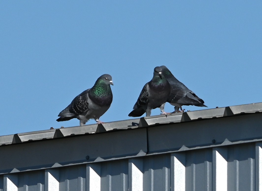 יונת בית - ML646107537