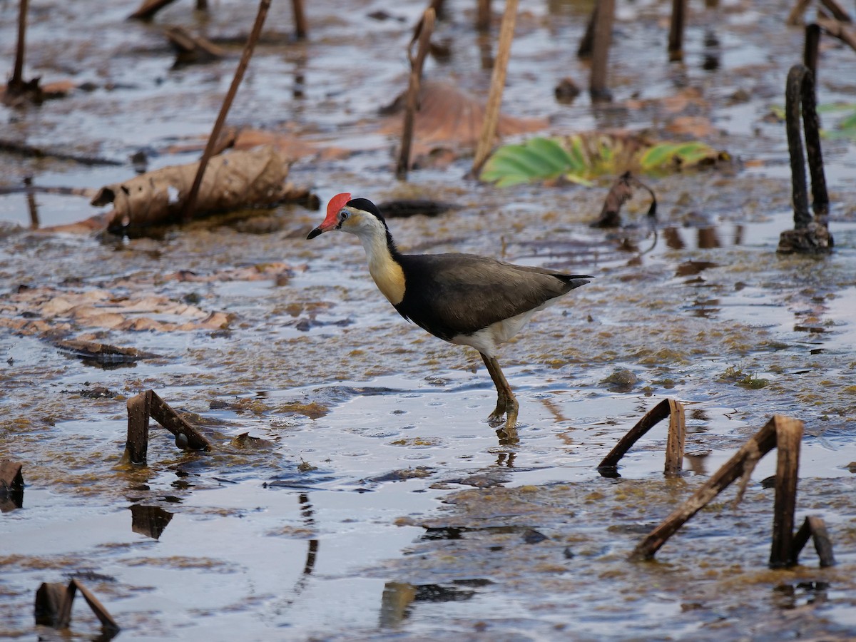 Comb-crested Jacana - ML646107540