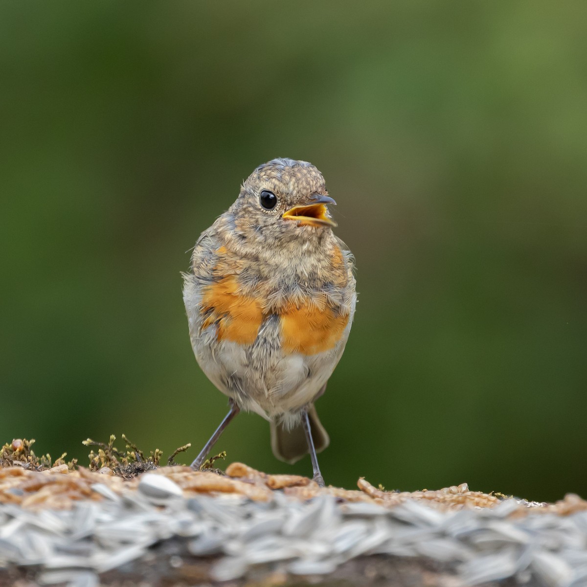 červenka obecná - ML646107552