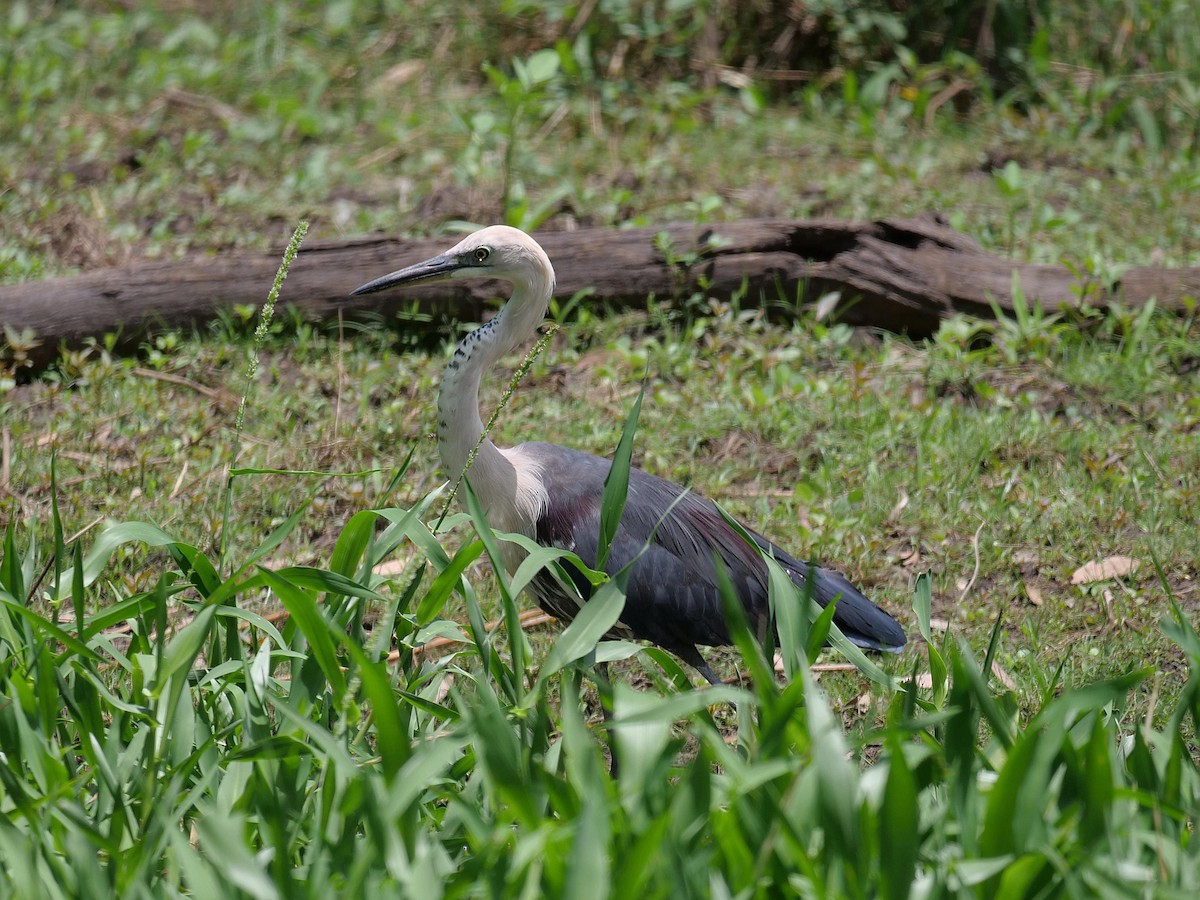 Pacific Heron - ML646107554