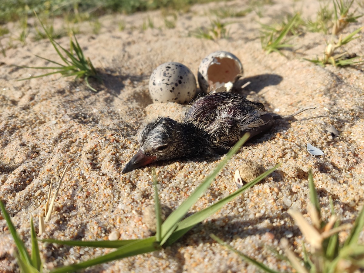American Oystercatcher - ML646107557