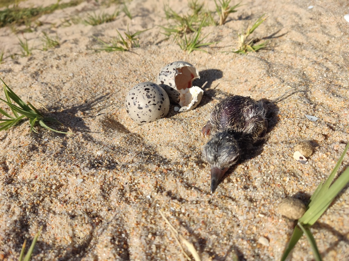 American Oystercatcher - ML646107558