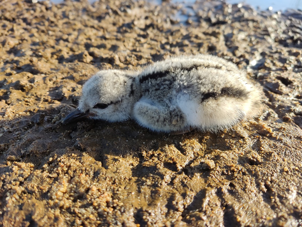 American Oystercatcher - ML646107559