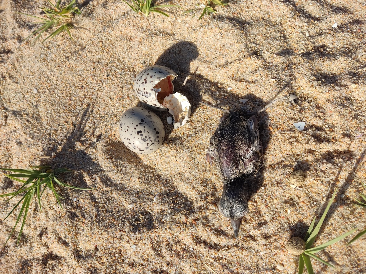 American Oystercatcher - ML646107560